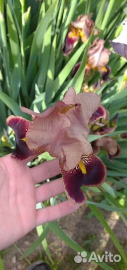 Сортовой ирис