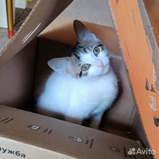 Белый котенок девочка ищет дом