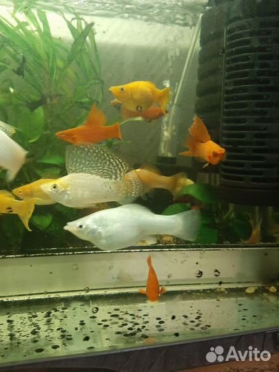 Моллинезия, велифера,кохаку, меченосец, гуппи,cкал