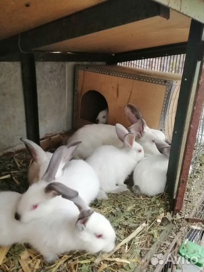 Калифорнийцы