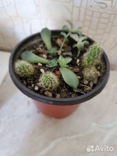 Суккуленты