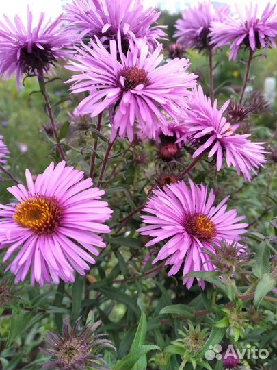 Цветы многолетние для сада