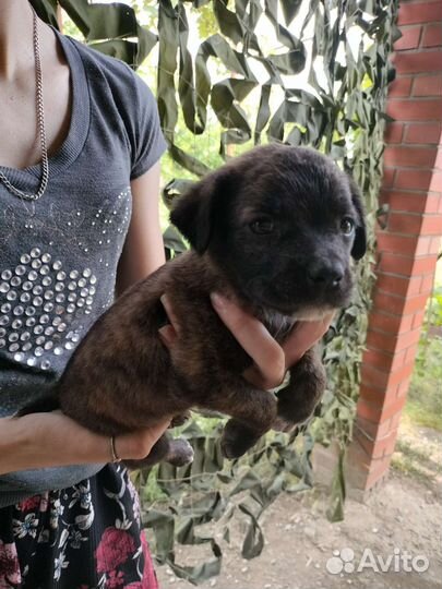 Щенки бесплатно