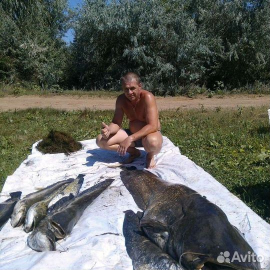 Черви Выползки лесные для рыбалки крупной рыбы