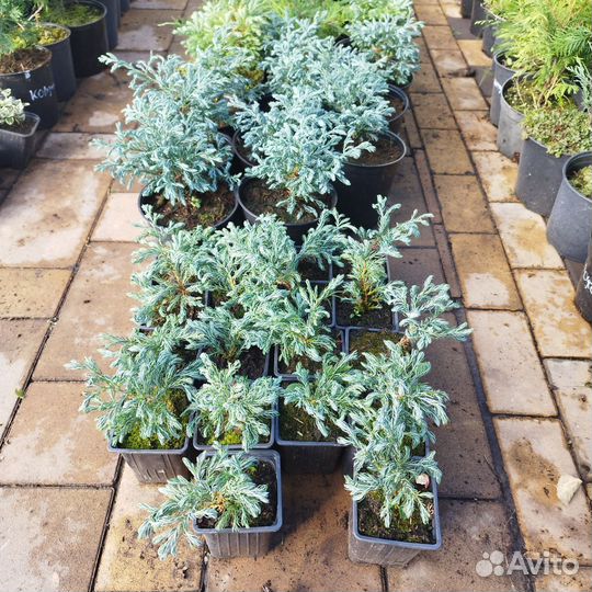 Можжевельник,туи, кипарисовик