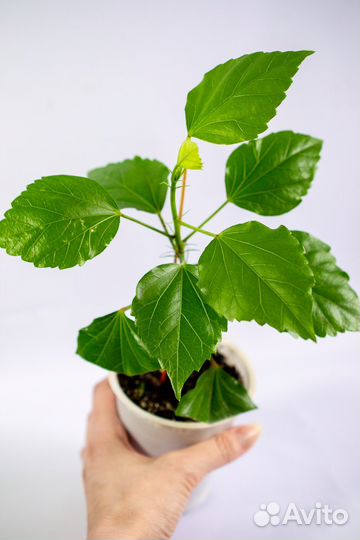 Гибискус китайская роза, сорта