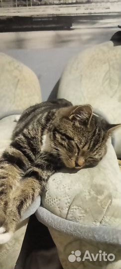 Потерялся кот