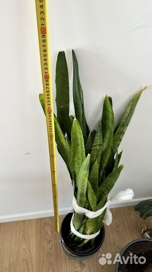 Сансевиерия щучий хвост тещин язык