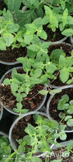 Мята разных сортов