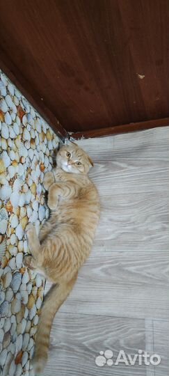 Кошка вислоухая
