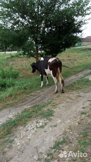 Корова стельная дойная