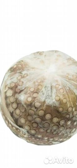 Осьминог шар