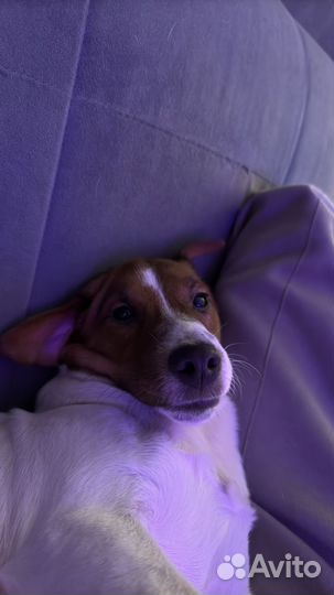 Джек рассел случка