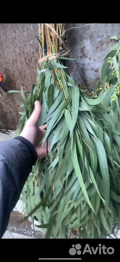 Эвкалипт Абхазский