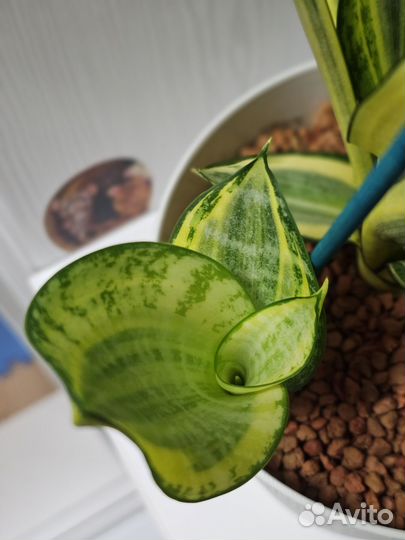 Сансевиерия Голден баннер