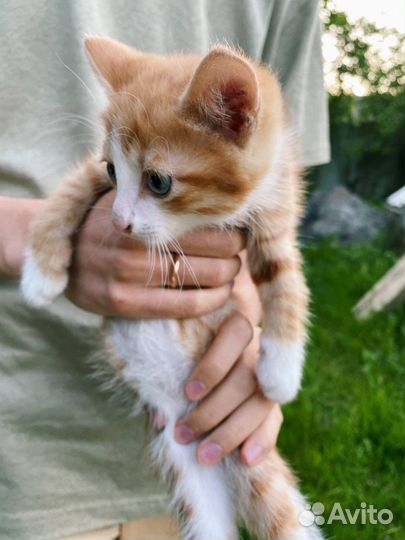 Рыжий котенок