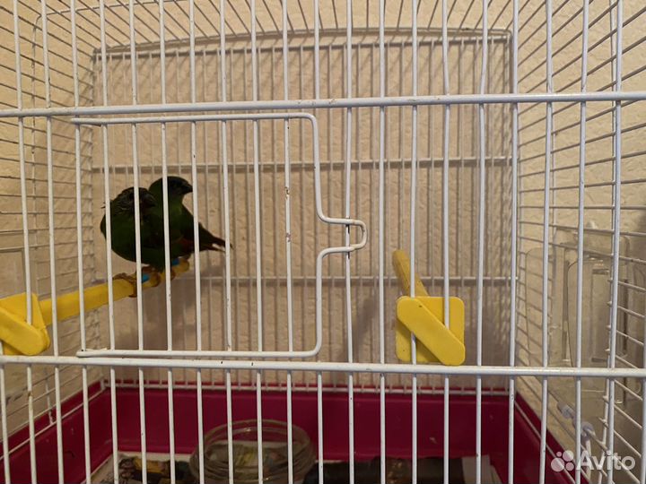 Трехцветные попугайные амадины