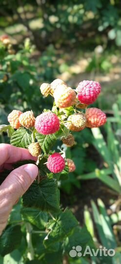 Ремонтантная малина сорт пингвин