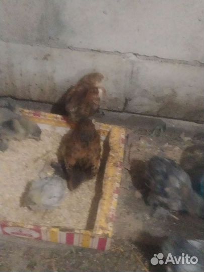 Цыплята домашние