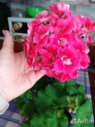 Герань и каланхое. Лимон.Фикус бенджамино