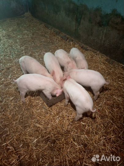 Поросенок домашний