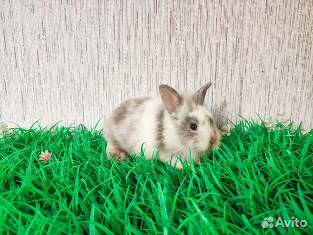 Мини карликовый кролик - самый маленький объявление продам