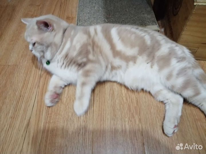 Шотландский кот вязка