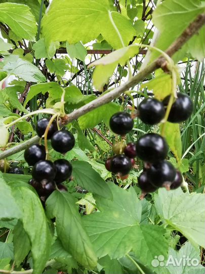 Смородина красная и чёрная, крыжовник