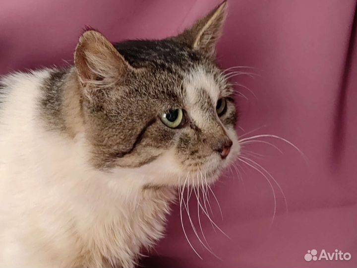 Зеленоглазый парень, кот