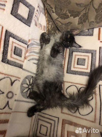 Передержка/Стрижка