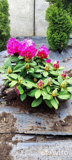 Рододендрон вечнозеленый