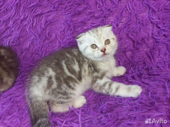 Шотландские котята