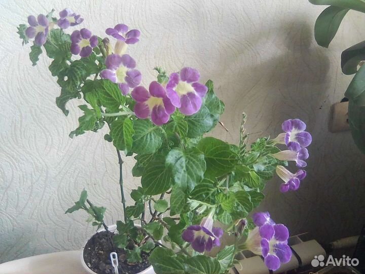 Азистазии сетчатая, вариегатная и обычная