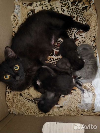 Британские котята