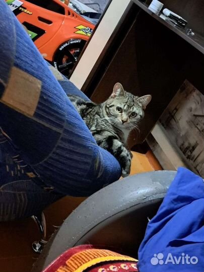 Кот вязка курильский бобтейл