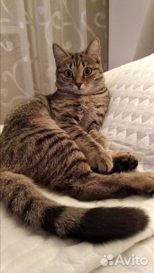 Кошка бесплатно