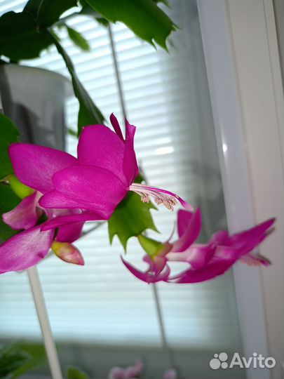 Декабрист шлюмбергера