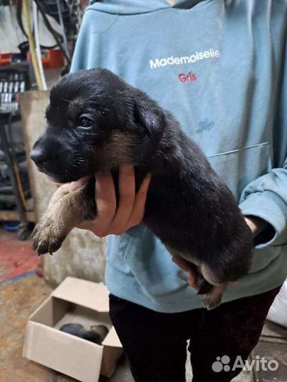 Милые девочки щенки в добрые руки