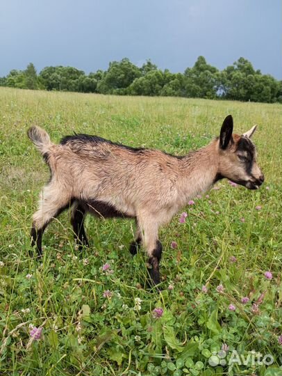 Чешские племенные козлята