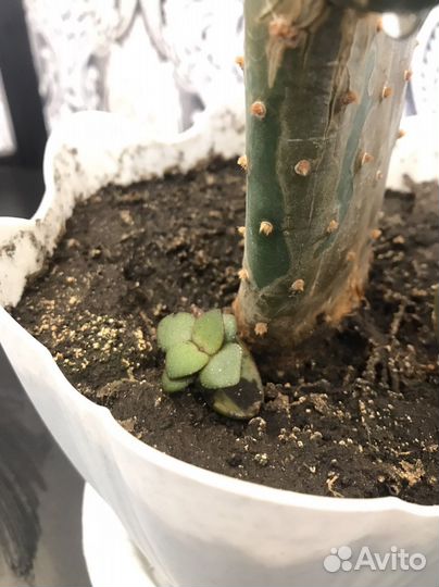 Кактус опунция