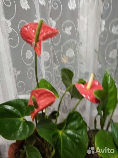 Комнатные цветы