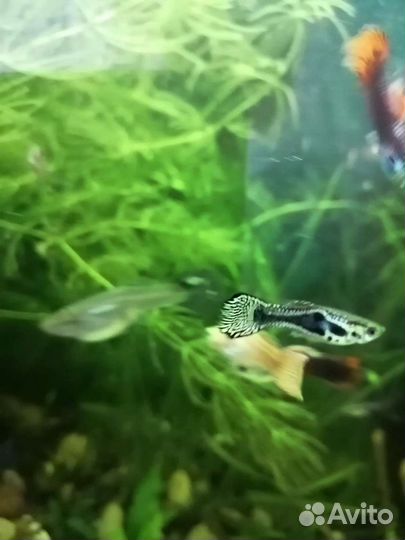 Рыбки гуппи, сомики