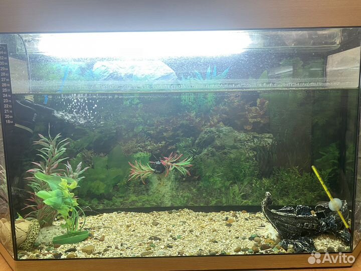 Сом анциструс