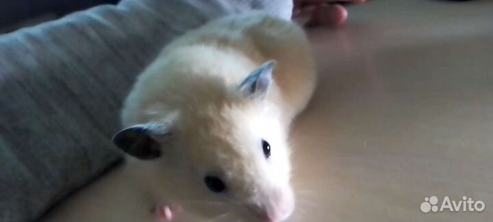 Сирийский хомяк с клеткой