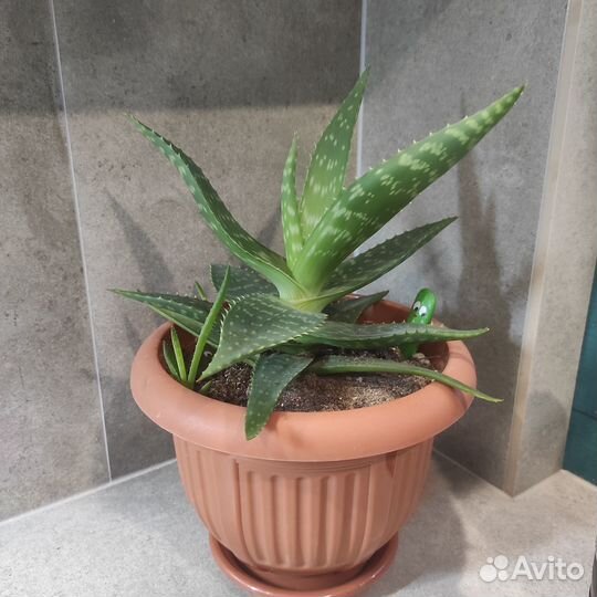 Алоэ Вера 30 см