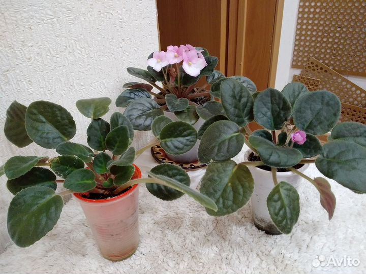 Фиалка в горшках