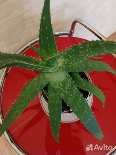 Алоэ вера растение3 года