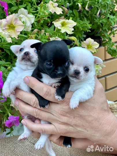 Щенки чихуахуа мини