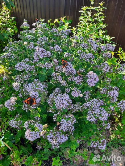 Мята,душица,мелисса,чабрец