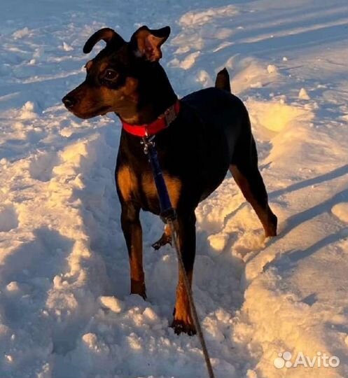 Комбинезон для маленькой собаки